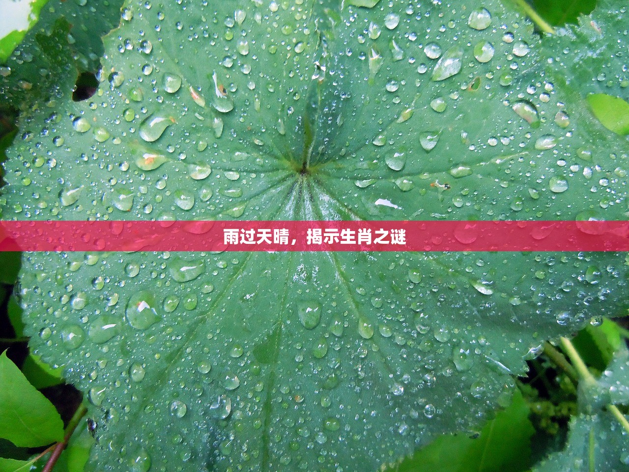 雨过天晴，揭示生肖之谜