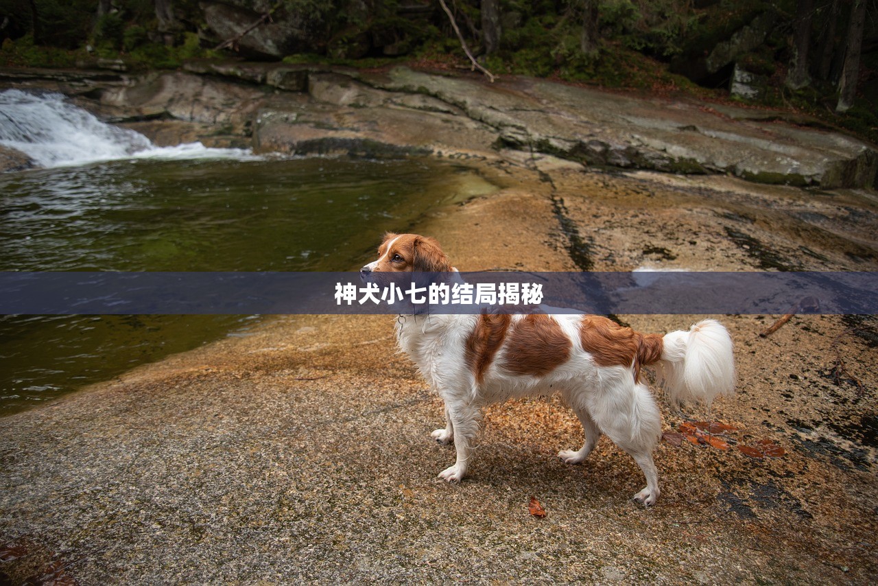 神犬小七的结局揭秘