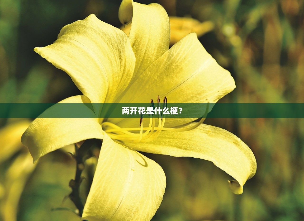 两开花是什么梗？