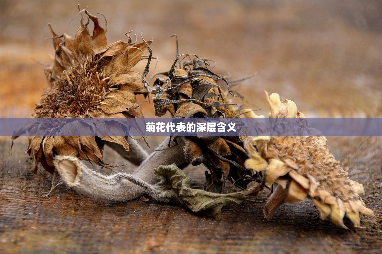 菊花代表的深层含义