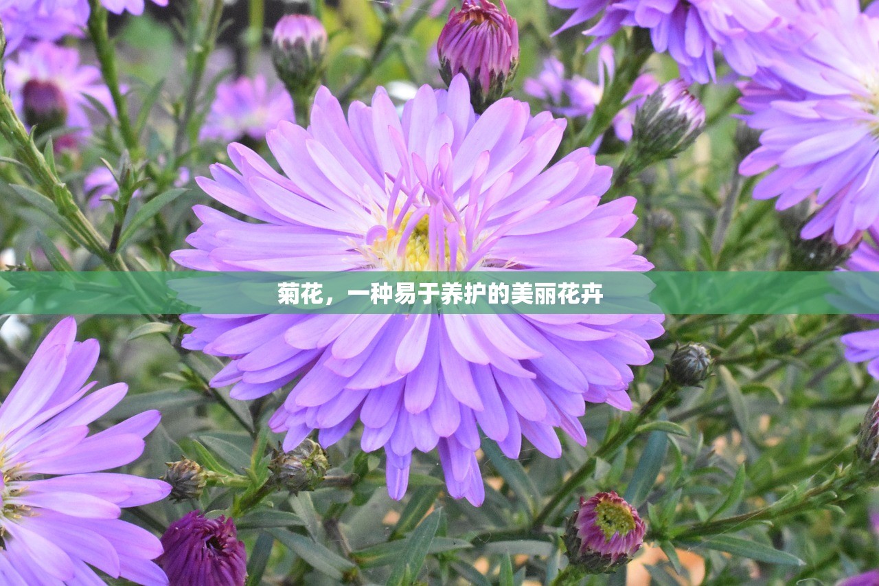 菊花，一种易于养护的美丽花卉