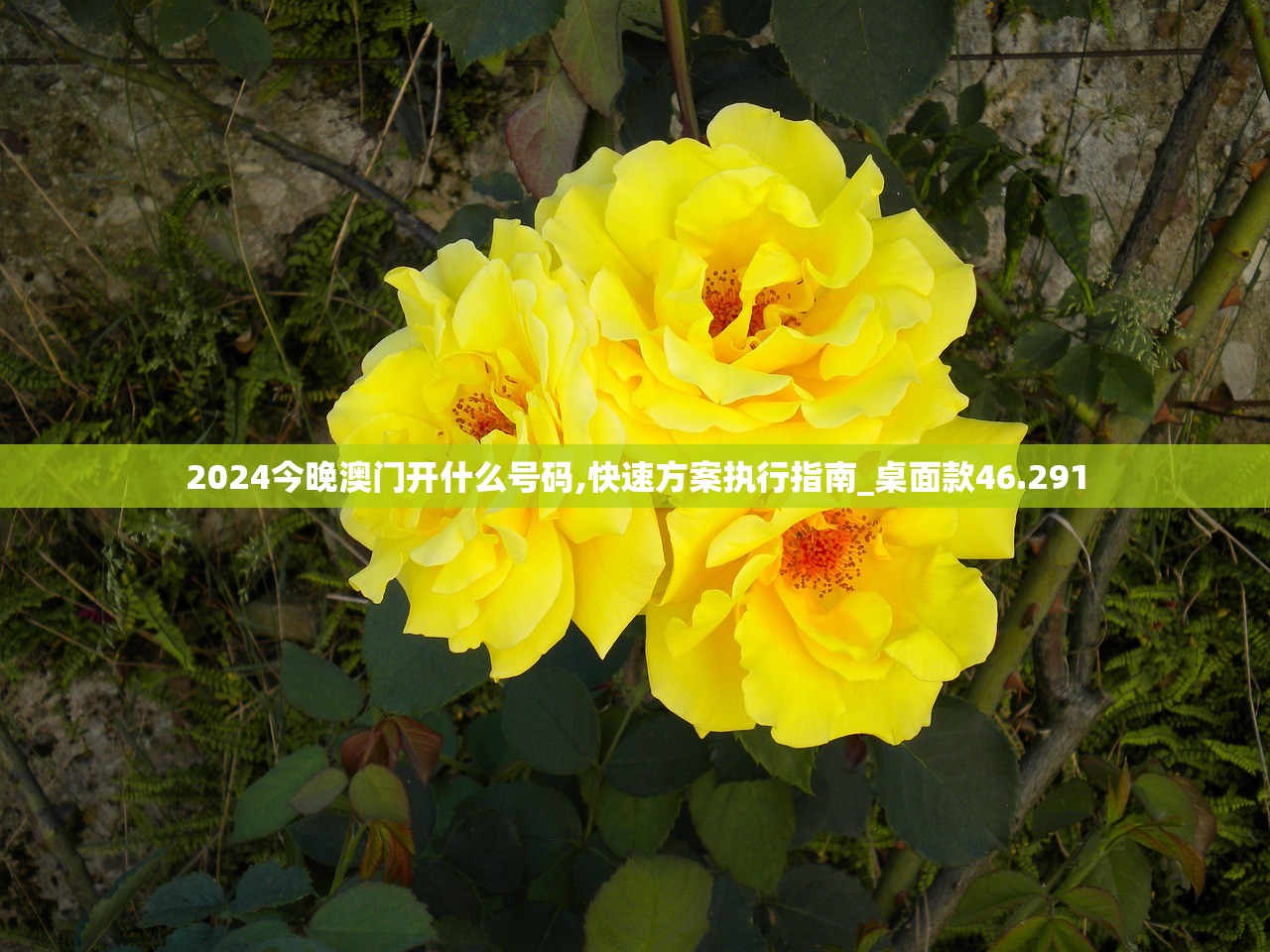 2024今晚澳门开什么号码,快速方案执行指南_桌面款46.291